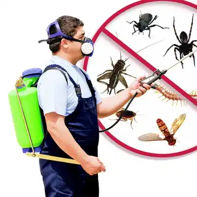 pest control Chili